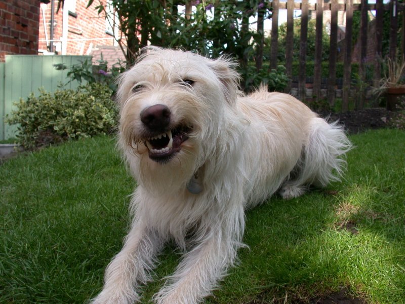 He was just finishing a yawn!